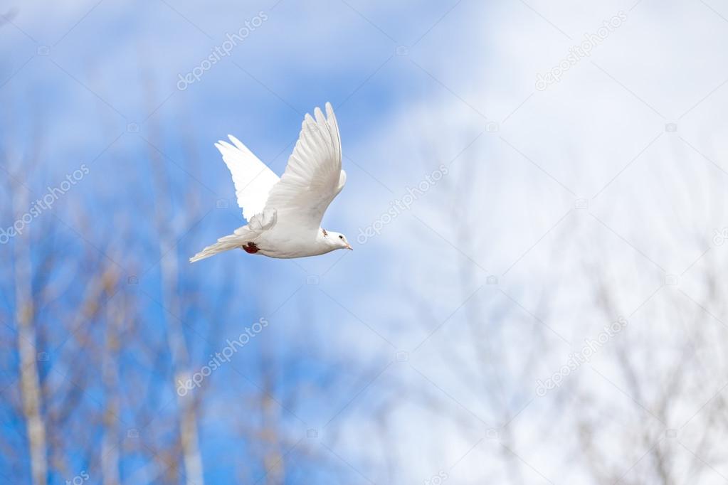 flying white dove on blue sky