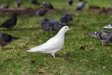 Çimenlerin üzerinde beyaz güvercin