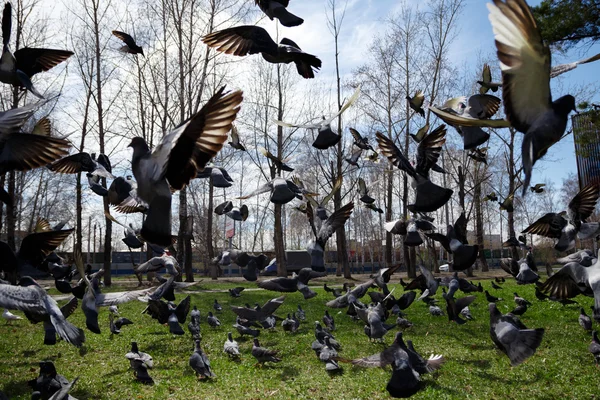 Pigeons taking off from grass — Stock Photo, Image