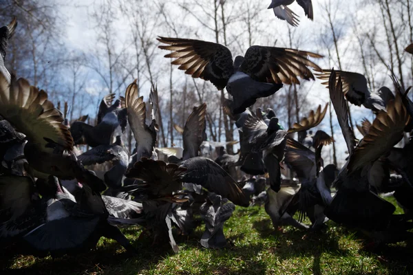 Pigeons taking off from grass — Stock Photo, Image