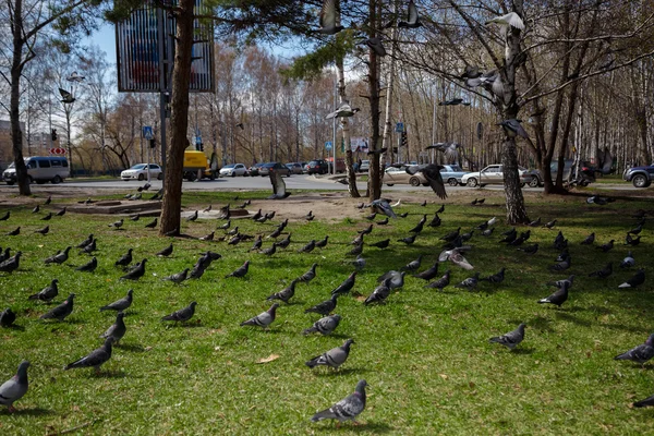 Pigeons on grass — Stock Photo, Image