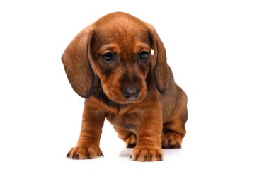 Beyaz arka planda dachshund köpeği