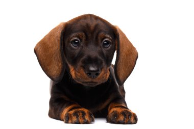 Beyaz arka planda dachshund köpeği