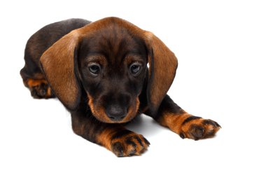 Beyaz arka planda dachshund köpeği