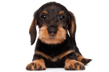 Beyaz arka planda dachshund köpeği
