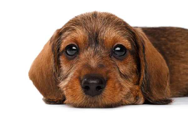 Dachshund filhote de cachorro no fundo branco — Fotografia de Stock