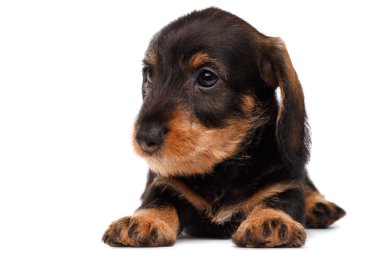 Beyaz arka planda dachshund köpeği