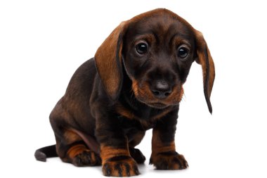 Beyaz arka planda dachshund köpeği
