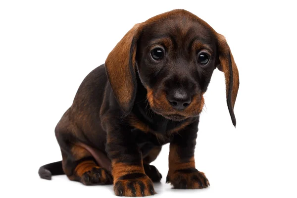 Cachorro dachshund sobre fondo blanco — Foto de Stock