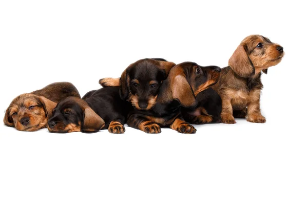 Vijf teckel pups — Stockfoto