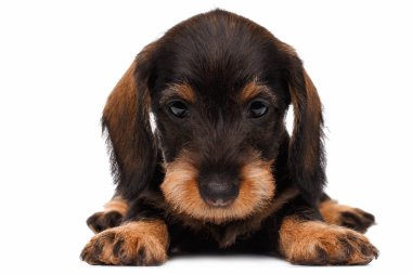 Beyaz arka planda dachshund köpeği