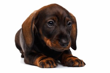 Beyaz arka planda dachshund köpeği
