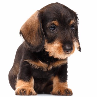 Beyaz arka planda dachshund köpeği
