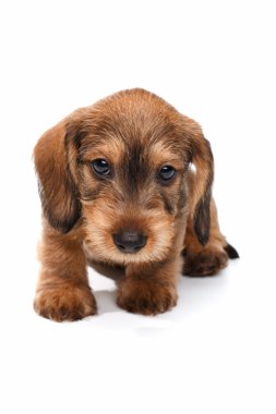 Beyaz arka planda dachshund köpeği