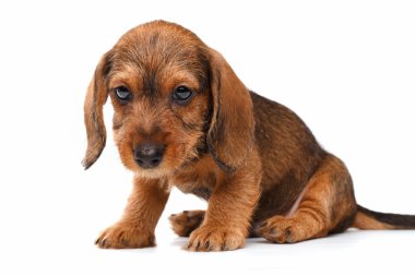 Beyaz arka planda dachshund köpeği