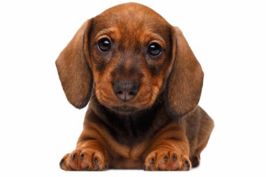 Beyaz arka planda dachshund köpeği