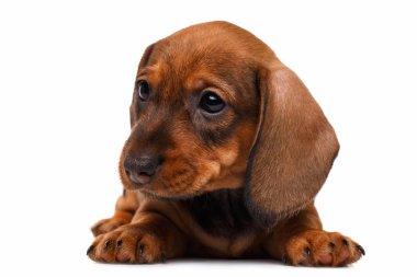 Beyaz arka planda dachshund köpeği