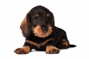 Beyaz arka planda dachshund köpeği