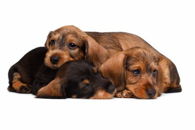 Dachshund kukla beyaz arka plan üzerinde