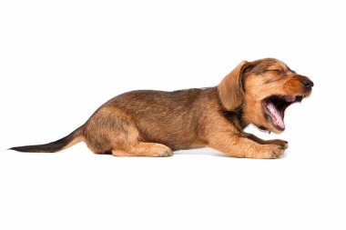 Beyaz arka planda dachshund köpeği