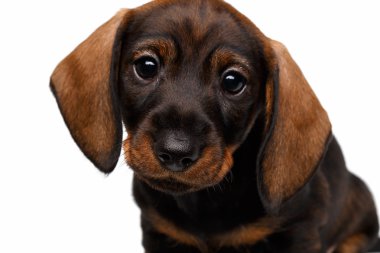 Beyaz arka planda dachshund köpeği