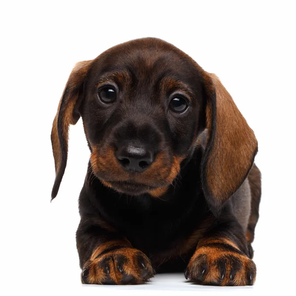 Dachshund puppy on white background — Stock Photo, Image