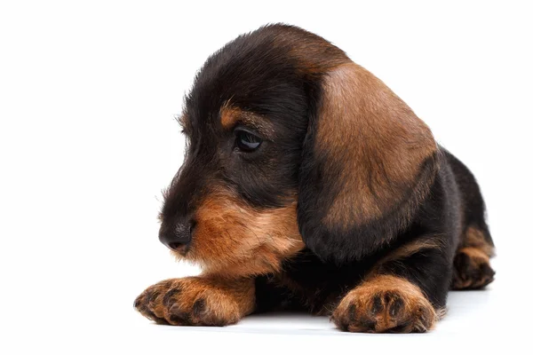 Dachshund filhote de cachorro no fundo branco — Fotografia de Stock