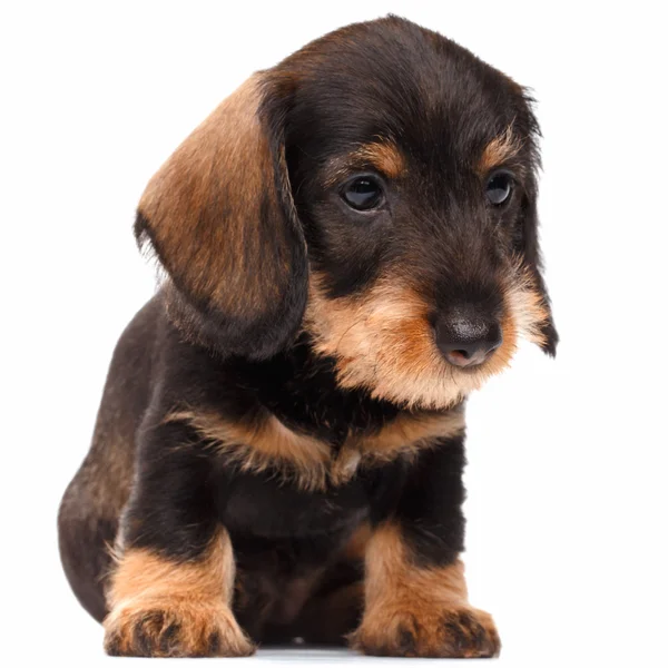 Teckel puppy op witte achtergrond — Stockfoto