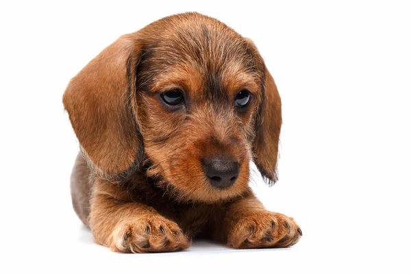 Dachshund filhote de cachorro no fundo branco — Fotografia de Stock