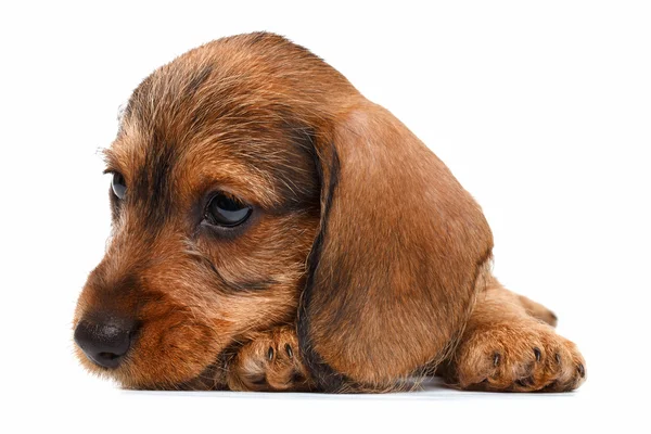 Dachshund filhote de cachorro no fundo branco — Fotografia de Stock