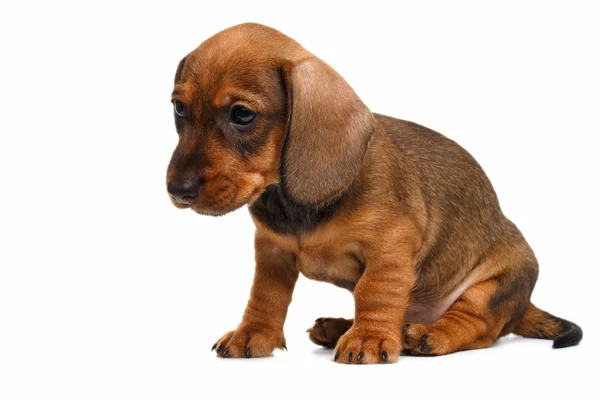 Dachshund puppy on white background — Stock Photo, Image