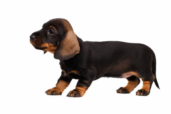 Dachshund puppy on white background — Stock Photo, Image