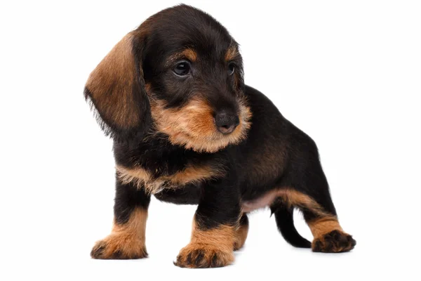 Teckel puppy op witte achtergrond — Stockfoto