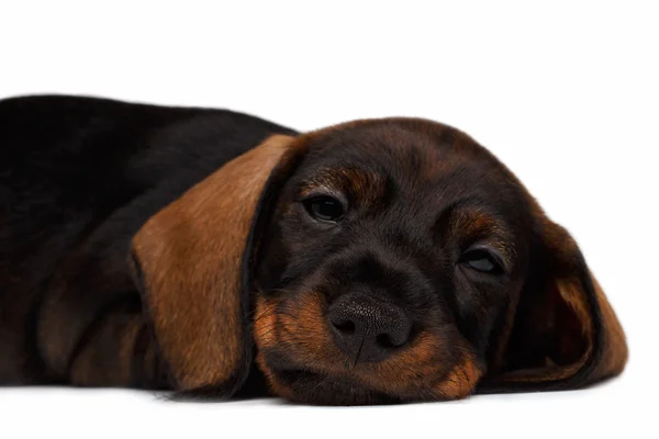 Close-up cachorro Dachshund — Fotografia de Stock