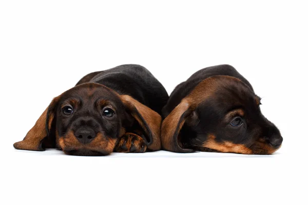 Cachorros Dachshund sobre fondo blanco — Foto de Stock