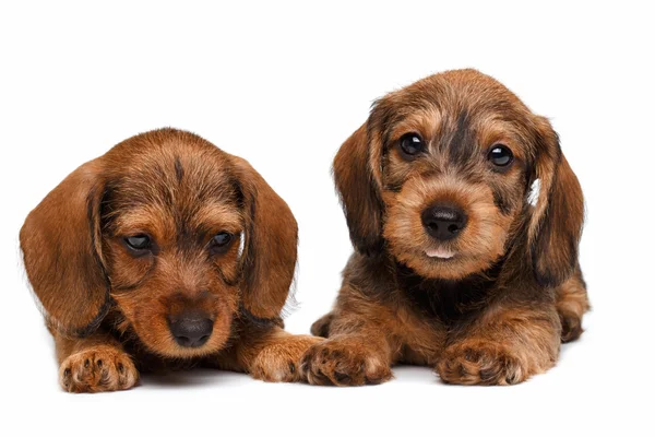 Cachorros Dachshund sobre fondo blanco — Foto de Stock