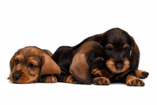 Gravhund hvalpe på hvid baggrund - Stock-foto