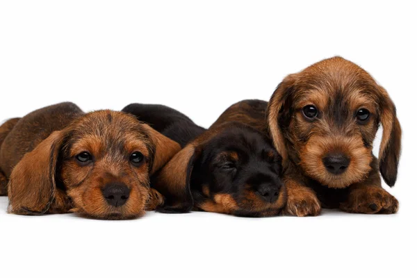 Cachorros Dachshund sobre fondo blanco —  Fotos de Stock