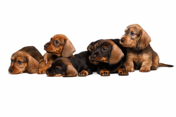 Dachshund puppies on white background — Stock Photo, Image