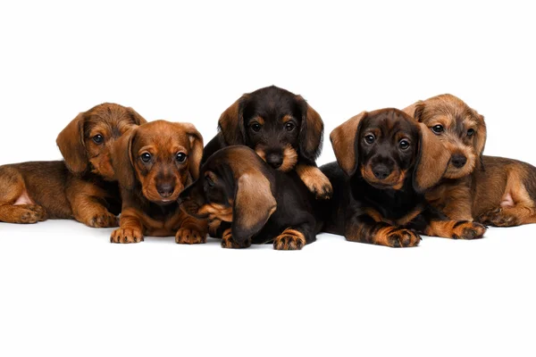 Dachshund puppies on white background — Stock Photo, Image