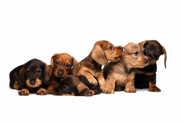 Cachorros Dachshund sobre fondo blanco — Foto de Stock