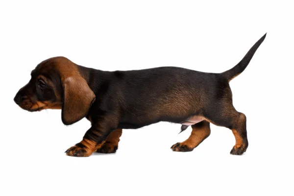 Cachorro dachshund sobre fondo blanco — Foto de Stock