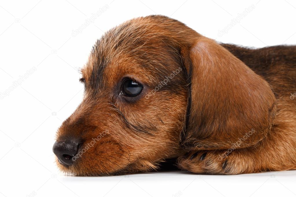 白地にダックスフント子犬 ストック写真 C Seregraf