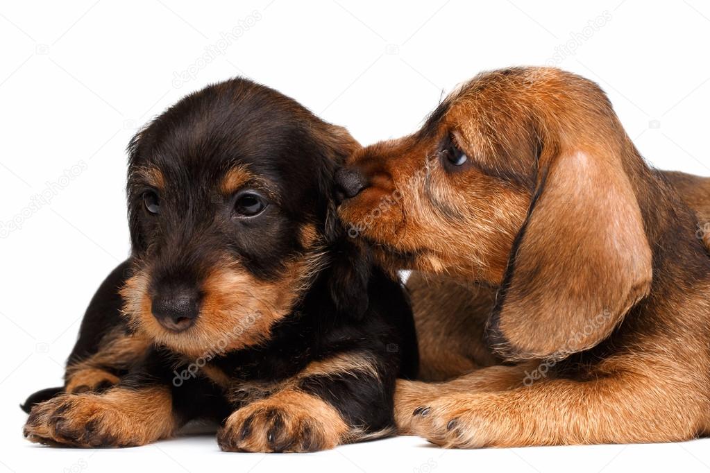 Dachshund puppies on white background