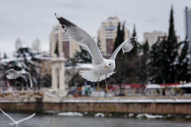 Şehir arka plan, uçan martılar