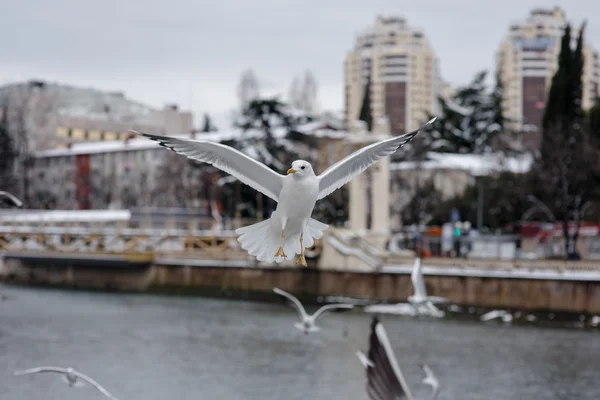 Flying seagulls at city background — Stock Photo, Image