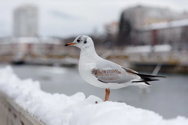 Seagull in snow — Stock Photo, Image