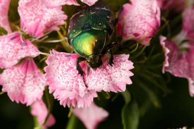 Chafer Pembe çiçek