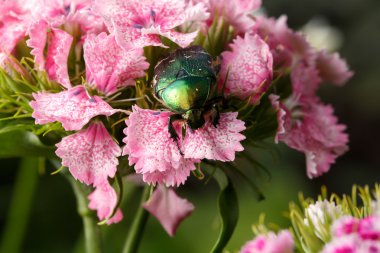 Chafer Pembe çiçek