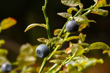 Yaban mersini ve örümcek